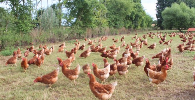 Behind the scenes at a free range Happy Eggs Co farm