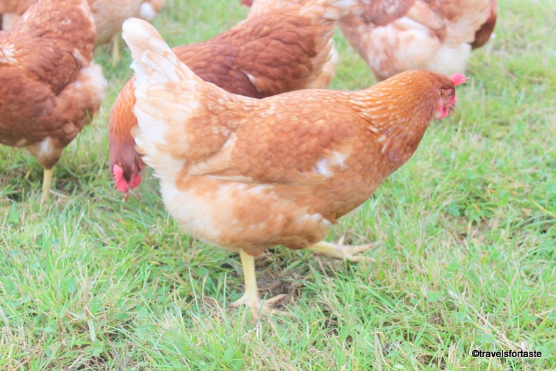 Happy Hens at Happy Egg Co farms