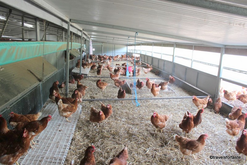 Inside a Happy Egg co farm hen house