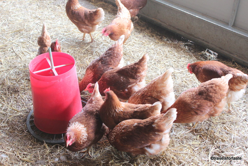 Happy Hens have a gossip - cluck cluck!