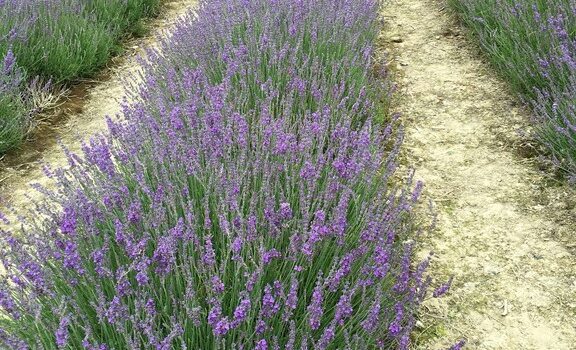 Lordington Lavender Farm Visit